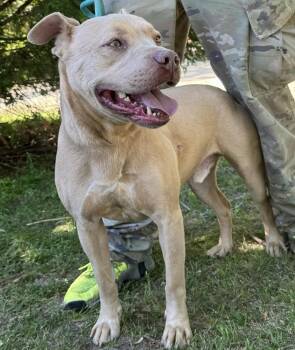 Rescue Pit Bull Terrier Dogs for Adoption in Troy, Alabama - Andre | PetCurious