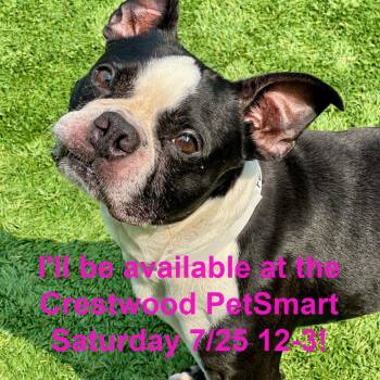 Fenway -  Boston Terrier Dog for Adoption in Matteson, Illinois - Fenway | PetCurious