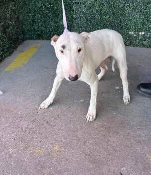 Heaven -  Bull Terrier and Mixed Breed Dog for Adoption in El Paso, Texas - Heaven | PetCurious