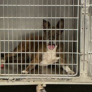 Rescue Pit Bull Terrier Dogs for Adoption in Saint Joseph, Missouri - Princess | PetCurious