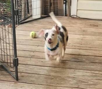 Dachshund Dogs Available for Adoption in Troy, Illinois - Scout | PetCurious