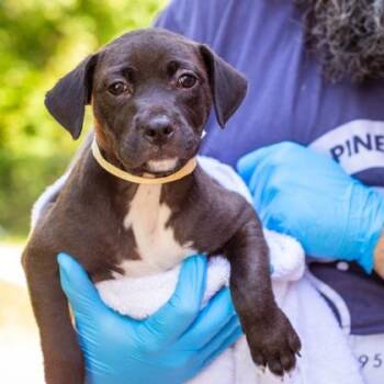 Forrest -  Mixed Breed Dog for Adoption in West Chester, Pennsylvania - Forrest | PetCurious