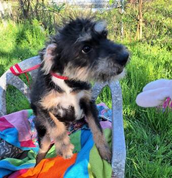 Jack Russell Terrier Dogs Available for Adoption - Elazar WA14269-T | PetCurious