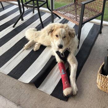 Great Pyrenees Dogs Available for Adoption in Wando, South Carolina - Montgomery | PetCurious