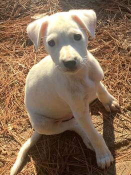 Rescue Mixed Breed Dogs for Adoption in Taycheedah, Wisconsin - Lynette | PetCurious