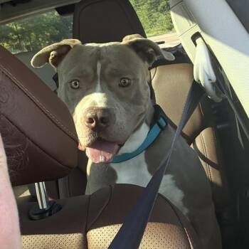 Tooth -  Pit Bull Terrier Dog for Adoption in Junction City, Kentucky - Tooth | PetCurious