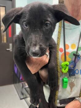REYA -  Labrador Retriever and Mixed Breed Dog for Adoption in Tulsa, Oklahoma - REYA | PetCurious