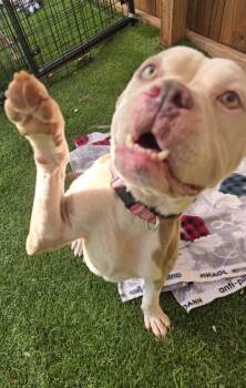 Rescue American Bulldog Dogs for Adoption in Anderson, South Carolina - Beasty | PetCurious