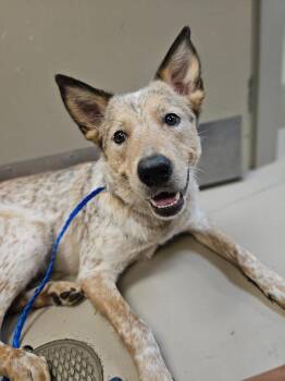 Luna -  Australian Cattle Dog Blue Heeler and Australian Shepherd Dog for Adoption in Johnson City, Tennessee - Luna | PetCurious