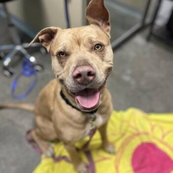 Mixed Breed Dogs Available for Adoption in Janesville, Wisconsin - Billie | PetCurious
