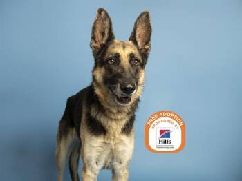 MICKEY -  German Shepherd Dog Dog for Adoption in Phoenix, Arizona - MICKEY | PetCurious