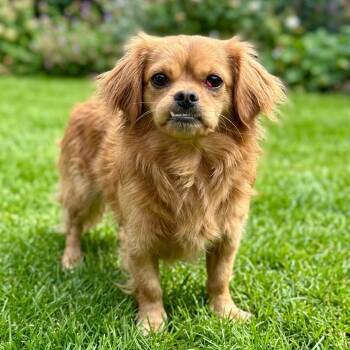 Tibetan Spaniel Dogs Available for Adoption in Las Vegas, Nevada - Red | PetCurious
