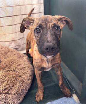 Rescue Mixed Breed Dogs for Adoption in Lindenhurst, New York - Hulk | PetCurious