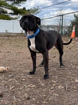 Mocha -  Pit Bull Terrier Dog for Adoption in Bloomington, Indiana - Mocha | PetCurious