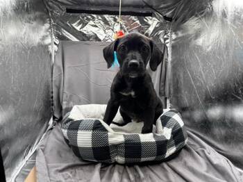 A121902 -  Labrador Retriever and Mixed Breed Dog for Adoption in Grovetown, Georgia - A121902 | PetCurious