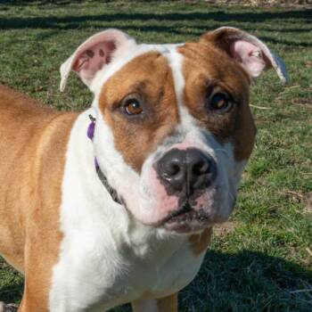 SPUD -  Pit Bull Terrier Dog for Adoption in Easton, Maryland - SPUD | PetCurious