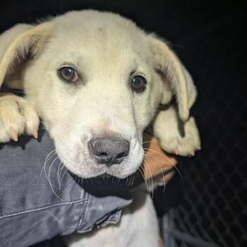 Luomen -  Mixed Breed Dog for Adoption in Park City, Utah - Luomen | PetCurious
