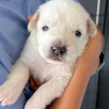 Khloe -  Yellow Labrador Retriever Dog for Adoption in Oceanside, California - Khloe | PetCurious