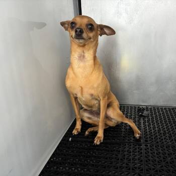 Tinkerbell -  Chihuahua Dog for Adoption in Pasadena, California - Tinkerbell | PetCurious