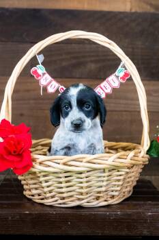 479-26 -  Australian Cattle Dog Blue Heeler Dog for Adoption in Brighton, Colorado - 479-26 | PetCurious