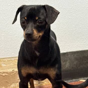 Chihuahua Dogs Available for Adoption - DAPHNE | PetCurious