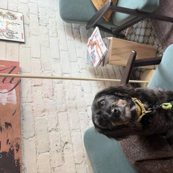 Joey -  Cocker Spaniel and Miniature Poodle Dog for Adoption in Owen Sound, Ontario - Joey | PetCurious