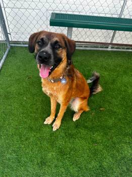 Indy -  Shepherd and Mixed Breed Dog for Adoption in Cedar Rapids, Iowa - Indy | PetCurious