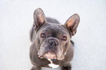 French Bulldog Dogs Available for Adoption in Othello, Washington - Tony | PetCurious