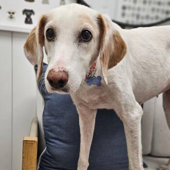 Ellie Mae -  Treeing Walker Coonhound Dog for Adoption in Chesapeake, Virginia - Ellie Mae | PetCurious