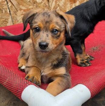 Roman (Fireworks litter) -  Dachshund and Australian Shepherd Dog for Adoption in Silvana, Washington - Roman (Fireworks Litter) | PetCurious