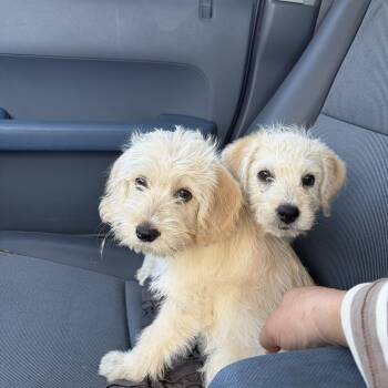 Hayley -  Miniature Poodle and Terrier Dog for Adoption in Corona, California - Hayley | PetCurious