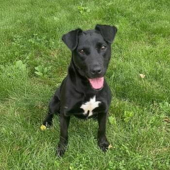 Purdy -  Retriever Dog for Adoption in Elyria, Ohio - Purdy | PetCurious