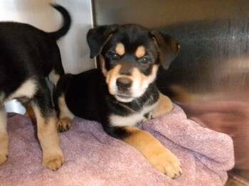 PENNY LANE -  Rottweiler and German Shepherd Dog Dog for Adoption in San Jose, California - PENNY LANE | PetCurious