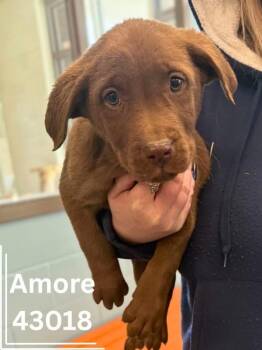Chocolate Labrador Retriever Dogs Available for Adoption - Amore  | PetCurious