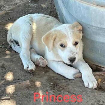 Beatrice -  Mixed Breed and Great Pyrenees Dog for Adoption in Salt Lake City, Utah - Beatrice | PetCurious