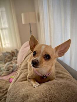 Chihuahua Dogs Available for Adoption in Littleton, Colorado - Poofy | PetCurious