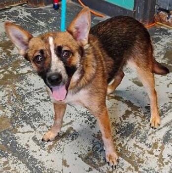 Rogue *Help! I need a foster home by Oct 1!* -  Australian Cattle Dog Blue Heeler and Feist Dog for Adoption in Minneapolis, Minnesota - Rogue *Help! I Need A Foster Home By Oct 1!* | PetCurious