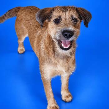 Darla -  Schnauzer and Wirehaired Terrier Dog for Adoption in San Diego, California - Darla | PetCurious
