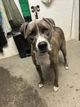 Rescue Pit Bull Terrier Dogs for Adoption in Woodland, California - BLUE | PetCurious