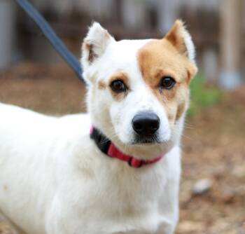 Australian Cattle Dog Blue Heeler and Jack Russell Terrier Dogs Available for Adoption in Skyline, Minnesota - Lou | PetCurious