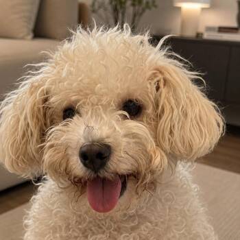 Marshmallow -  Poodle Dog for Adoption in San Diego, California - Marshmallow | PetCurious