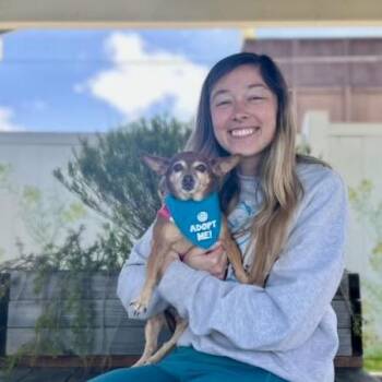 Chihuahua Dogs Available for Adoption in Pacific Grove, California - Leilani | PetCurious