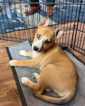 Husky and Australian Cattle Dog Blue Heeler Dogs Available for Adoption in Brighton, Colorado - 372-26 | PetCurious