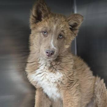 Husky Dogs Available for Adoption in Fort Collins, Colorado - Woody | PetCurious