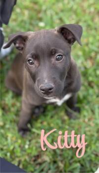 Pointer and Labrador Retriever Dogs Available for Adoption in Semmes, Alabama - Kitty | PetCurious