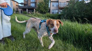 Arlo -  Spaniel Dog for Adoption in Calgary, Alberta - Arlo | PetCurious