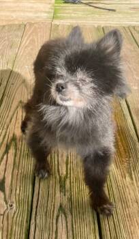 Rescue Pomeranian Dogs for Adoption in St. Augustine, Florida - Murphy | PetCurious