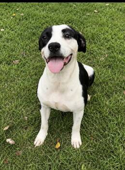 Zula -  Bulldog Dog for Adoption in Valdosta, Georgia - Zula | PetCurious