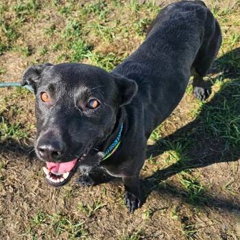 Shirley -  Dachshund Dog for Adoption in Plainfield, Illinois - Shirley | PetCurious