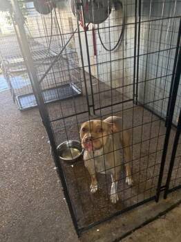 Lonnie -  Mixed Breed Dog for Adoption in Mobile, Alabama - Lonnie | PetCurious